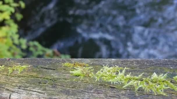 Naturalna scena. Stara poręcz drewnianego mostu, wykiełkowana przez rośliny na tle szybko biegnącego, bełkoczącego strumienia leśnego — Wideo stockowe