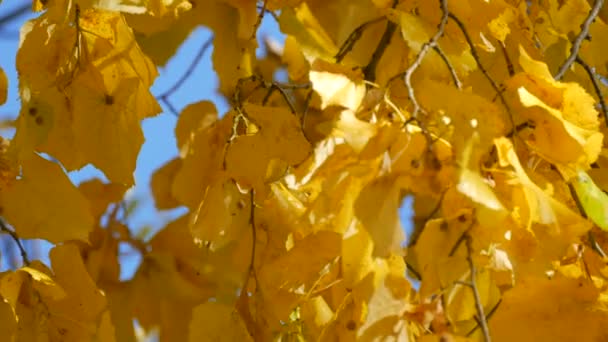 Vackert gult och orange höstlövverk på ett träd mot en blå klar himmel. Naturlig scen — Stockvideo