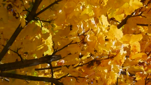 Όμορφο κίτρινο και πορτοκαλί φθινοπωρινό φύλλωμα σε ένα δέντρο ενάντια σε ένα μπλε καθαρό ουρανό. Φυσική σκηνή — Αρχείο Βίντεο