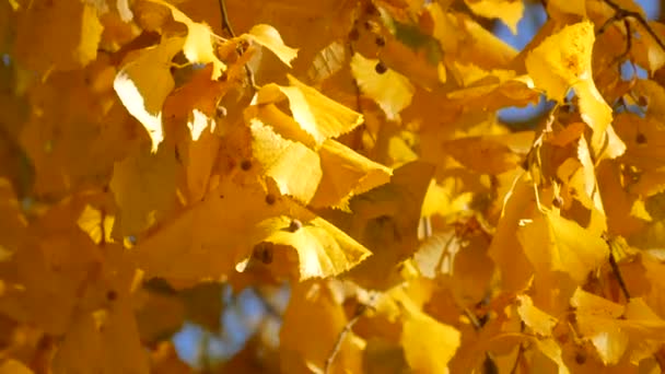 Hermoso follaje de otoño amarillo y naranja en un árbol contra un cielo azul claro. Escena natural — Vídeo de stock