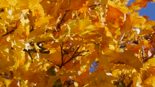 Beautiful yellow and orange autumn foliage on a tree against a blue clear sky. Natural scene — Stock Video