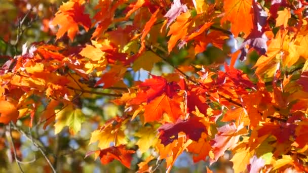 Bellissimo fogliame autunnale rosso giallo e arancione su un albero contro un cielo limpido e blu. Scena naturale. Una leggera brezza ondeggia una foglia — Video Stock