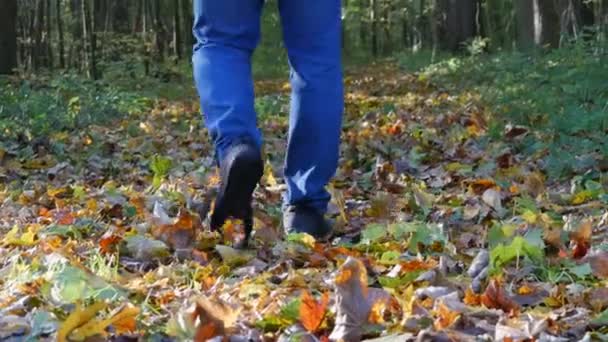 Mannelijke voeten in zwarte sneakers en blauwe jeans lopen door het bos en ruisen het gebladerte onder zijn voeten. Gaat van de camera. — Stockvideo