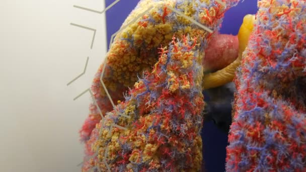 Munique, Alemanha - 24 de outubro de 2019: World famous The Deutsches Museum with realistic mock up of human lung. Modelo de brinquedo do anatômico — Vídeo de Stock