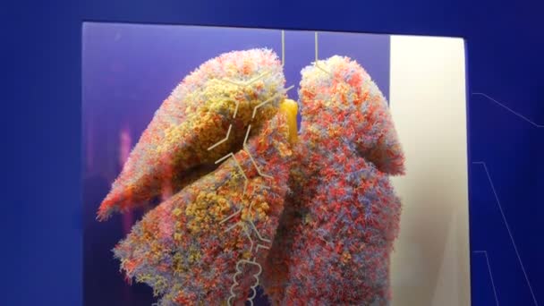 Múnich, Alemania - 24 de octubre de 2019: World famous The Deutsches Museum with realistic mock up of human lung. Modelo de juguete de la anatómica — Vídeos de Stock