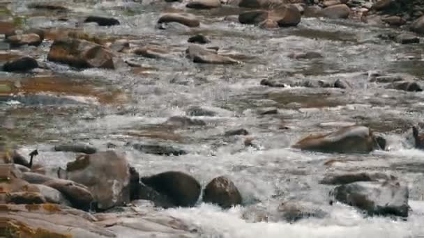 Jesienny strumień górski przepływa przez duże kamienie w Karpatach, Ukraina — Wideo stockowe