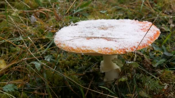 Гигантский гриб в траве в осенний дождливый день, покрытый первым снегом. Сбор грибов в Карпатских лесах — стоковое видео