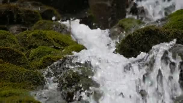 Piedras de musgo verde en las montañas Cárpatas. Cascada maravillosa cascada de montaña cae cerca de las grandes rocas grises — Vídeos de Stock