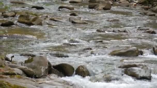 Herfst bergstroom stroomt door grote stenen in Karpaten bergen, Oekraïne — Stockvideo