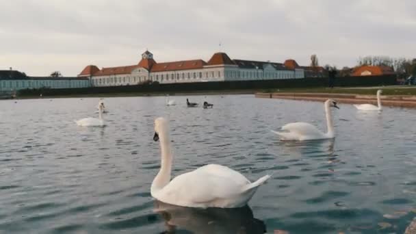 Belos cisnes brancos de luxo na lagoa em frente ao Palácio de Nymphenburg, Munique, Baviera, Alemanha — Vídeo de Stock