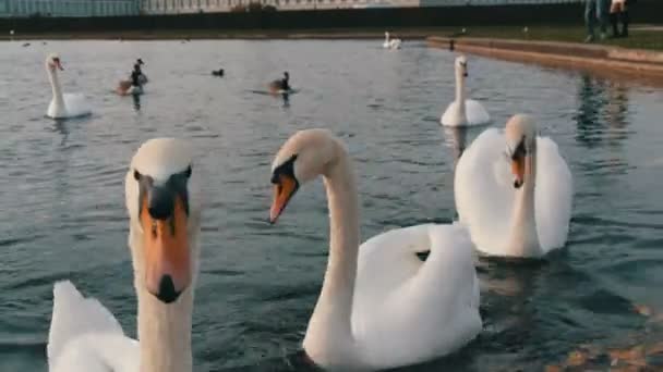 Belos cisnes brancos de luxo na lagoa em frente ao Palácio de Nymphenburg, Munique, Baviera, Alemanha — Vídeo de Stock