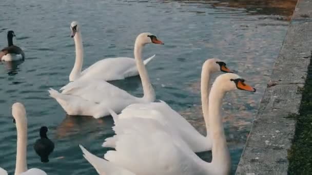 Wunderschöne luxuriöse weiße Schwäne am Teich vor dem Schloss Nymphenburg, München, Bayern, Deutschland — Stockvideo