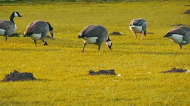 Gyönyörű fajtiszta fekete-fehér kanadai libák legelnek a zöld réten a parkban — Stock videók