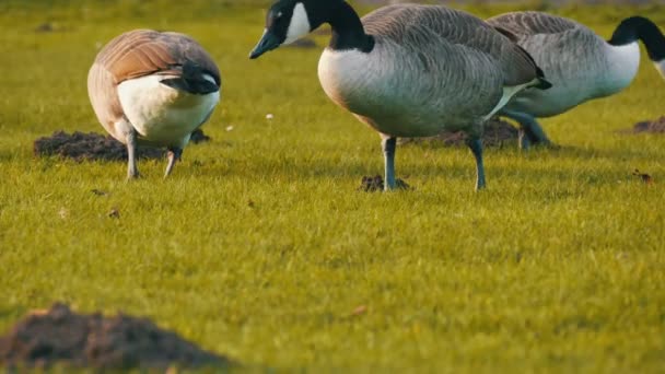 Bellissime oche canadesi di razza pura pascolano sul prato verde del parco — Video Stock