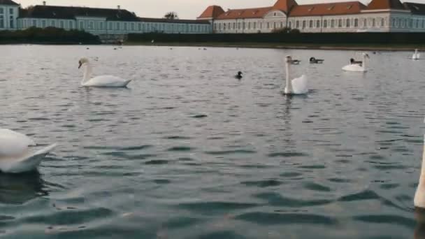 Belos cisnes brancos de luxo na lagoa em frente ao Palácio de Nymphenburg, Munique, Baviera, Alemanha — Vídeo de Stock