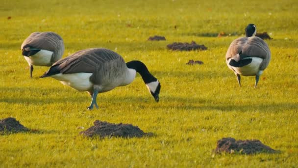 Hermoso pura raza gansos canadienses negros y blancos pastan en el prado verde en el parque — Vídeo de stock