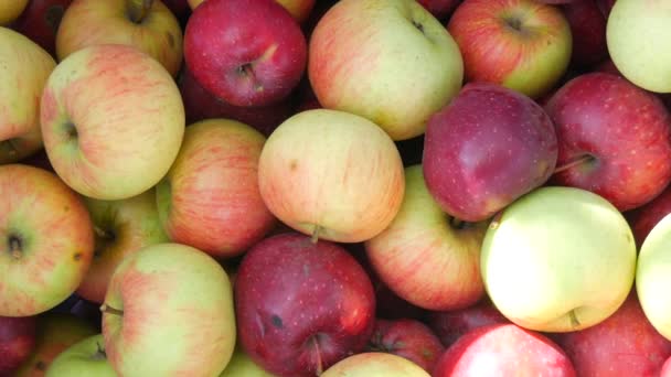 Jesienne zbiory świeżych dojrzałych i soczystych czerwonych i żółtych jabłek — Wideo stockowe
