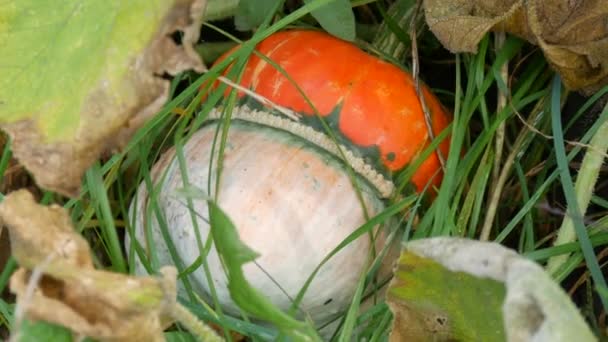 An interesting unusual pumpkin in the shape of a mushroom grows in the garden in green and yellow deciduous tops, autumn harvest — Stock Video