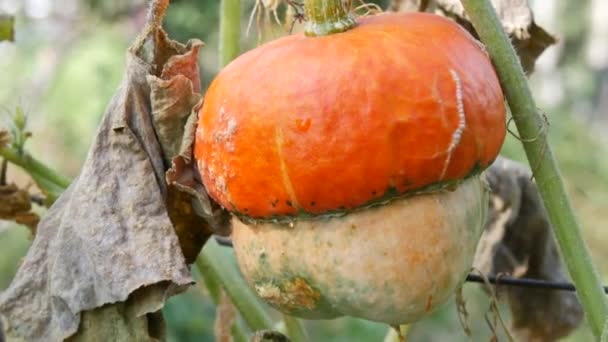 Ein interessanter ungewöhnlicher Kürbis in Form eines Pilzes wächst im Garten in grünen und gelben Laubspitzen, Herbsternte — Stockvideo
