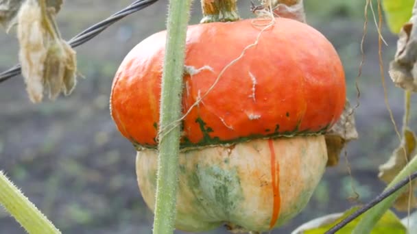En intressant ovanlig pumpa i form av en svamp växer i trädgården i gröna och gula lövfällande toppar, höstskörd — Stockvideo