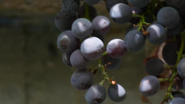 Large harvest bunches of ripe black grapes on a vine in the sun. Close up view — Stock Video