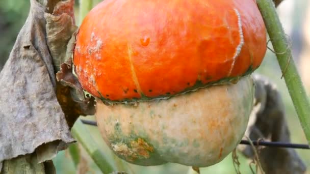 Интересная необычная тыква в виде гриба растет в саду в зеленых и желтых лиственных топах, осенний сбор урожая — стоковое видео