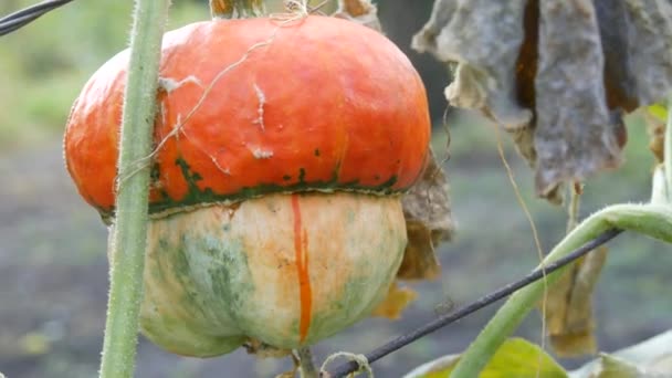Une intéressante citrouille insolite en forme de champignon pousse dans le jardin en sommets caduques verts et jaunes, récolte d'automne — Video