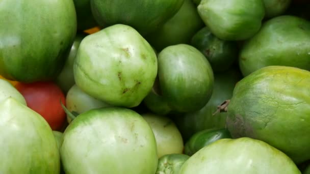 Wielkie jesienne zbiory dojrzałych i niedojrzałych zielonych i czerwonych pomidorów, widok z bliska — Wideo stockowe