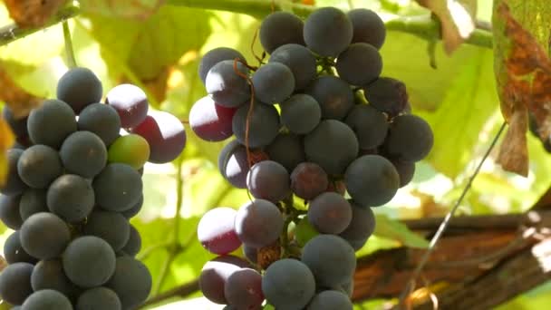 Grote oogst trossen rijpe zwarte druiven op een wijnstok in de zon. Close-up zicht — Stockvideo