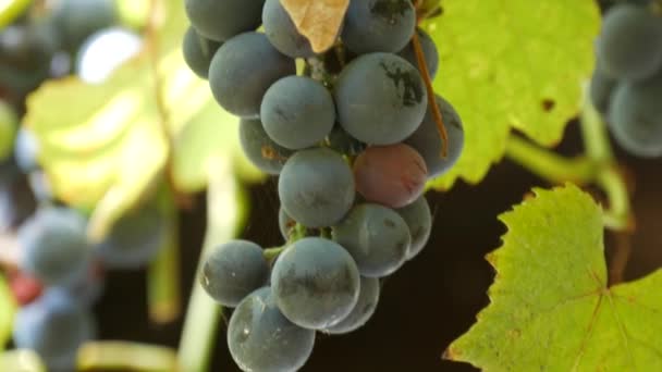 Grote oogst trossen rijpe zwarte druiven op een wijnstok in de zon. Close-up zicht — Stockvideo