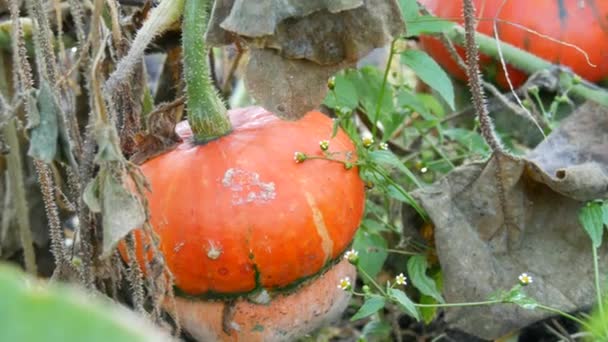 Ein interessanter ungewöhnlicher Kürbis in Form eines Pilzes wächst im Garten in grünen und gelben Laubspitzen, Herbsternte — Stockvideo