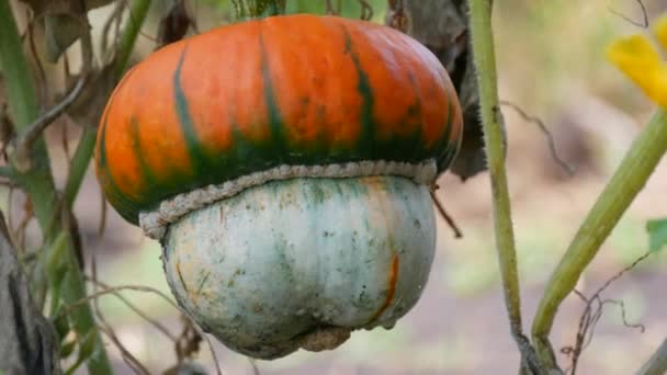 An interesting unusual pumpkin in the shape of a mushroom grows in the garden in green and yellow deciduous tops, autumn harvest — Stock Video