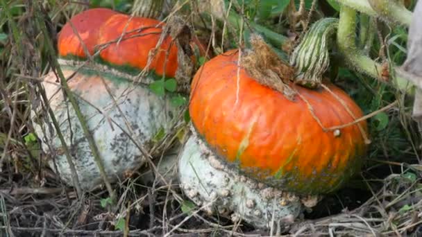 Цікаві незвичайні дві гарбузи у формі гриба ростуть в саду в зелених і жовтих листяних верхівках, осінній урожай — стокове відео