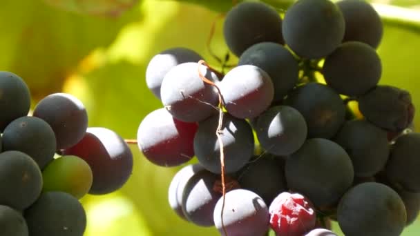Крупные гроздья спелого черного винограда на виноградной лозе на солнце — стоковое видео