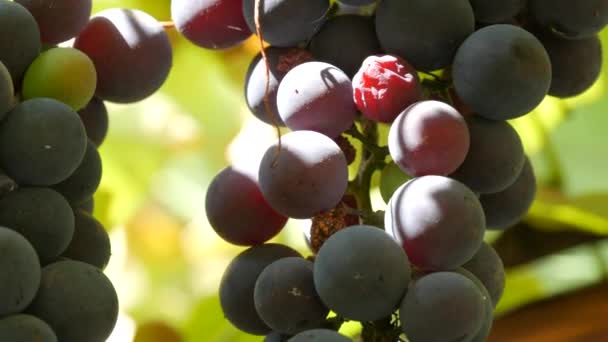 Stora skördeklasar av mogna svarta druvor på en vinranka i solen. Närbild — Stockvideo