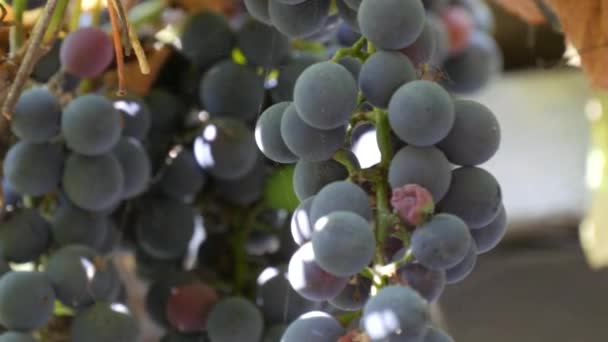Большой урожай сгустков спелого черного винограда на виноградной лозе на солнце. Закрыть вид — стоковое видео