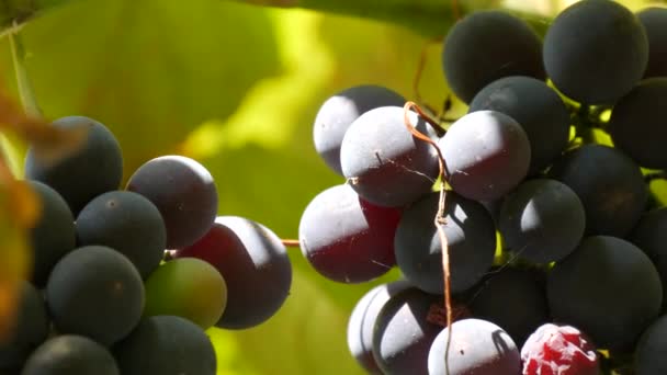 Nagy termés fürtök érett fekete szőlő egy szőlő a nap. Közelkép — Stock videók