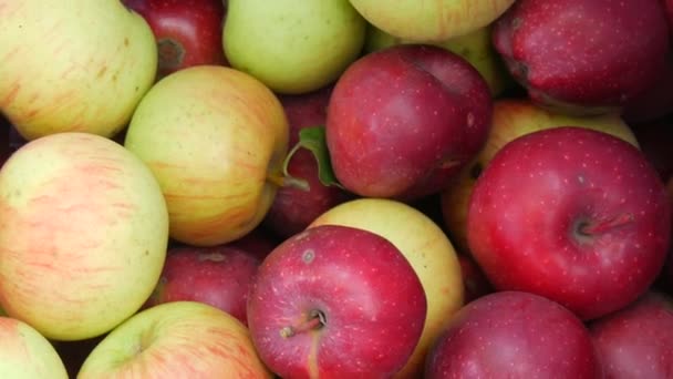 Herfst oogst van verse rijpe en sappige rode en gele appels — Stockvideo