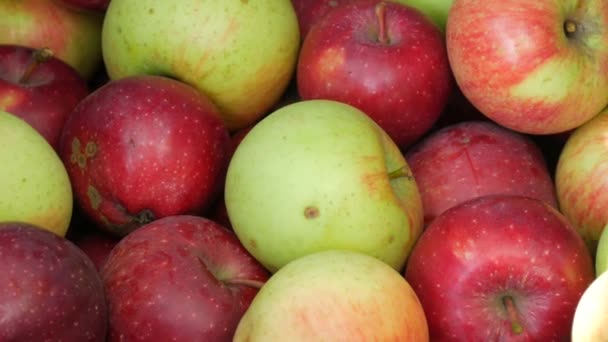 Herfst oogst van verse rijpe en sappige rode en gele appels. Close-up zicht — Stockvideo