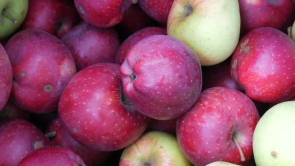 Herfst oogst van verse rijpe en sappige rode en gele appels — Stockvideo