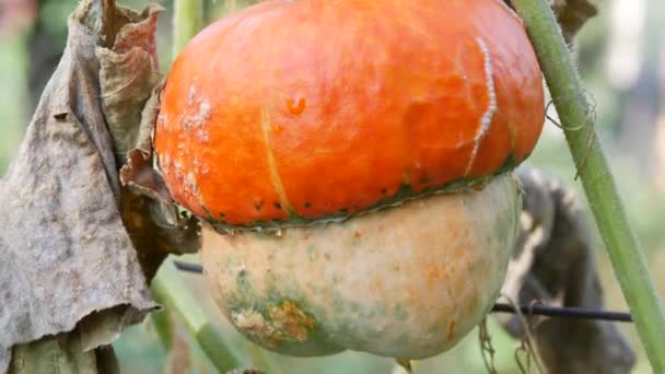 秋天的收获，花园里长着一个不同寻常的南瓜，形似蘑菇，绿色和黄色的落叶顶部 — 图库视频影像