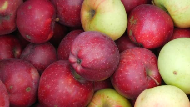 Herfst oogst van verse rijpe en sappige rode en gele appels. Close-up zicht — Stockvideo