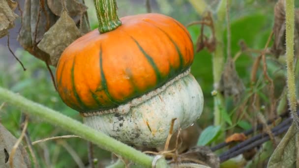 Érdekes, szokatlan gomba alakú tök nő a kertben zöld és sárga lombhullató tetőkben, őszi szüret — Stock videók
