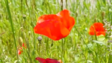 Bir tarlada doğal ortamda güzel, büyük kırmızı gelincikler rüzgarda gelişir.