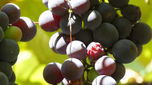 大捆成熟的黑葡萄在阳光下的葡萄藤上收获.近景 — 图库视频影像