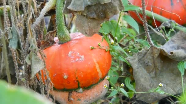 秋天的收获，花园里长着一个不同寻常的南瓜，形似蘑菇，绿色和黄色的落叶顶部 — 图库视频影像