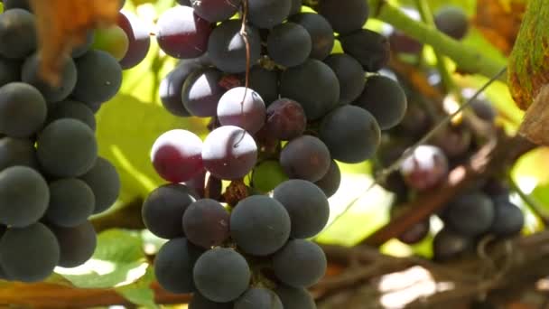 Grandes racimos de uvas negras maduras en una vid al sol. Vista de cerca — Vídeos de Stock