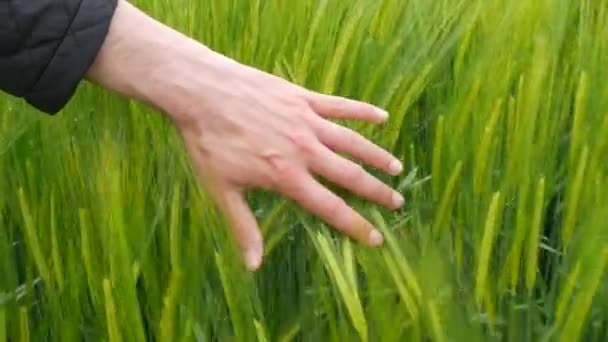 Мужская рука касается зеленых молодых колосьев пшеницы на ветру и созревает для будущего урожая — стоковое видео