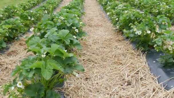 Huge strawberry field in spring with young green shoots and strawberry flowers covered with straw around. Smooth and long rows of strawberry bushes — Stock Video