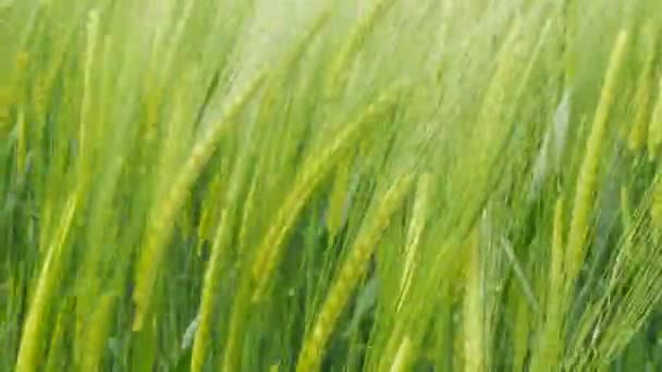 Um campo de espigas verdes de trigo jovem ao vento e amadurece para a futura colheita — Vídeo de Stock